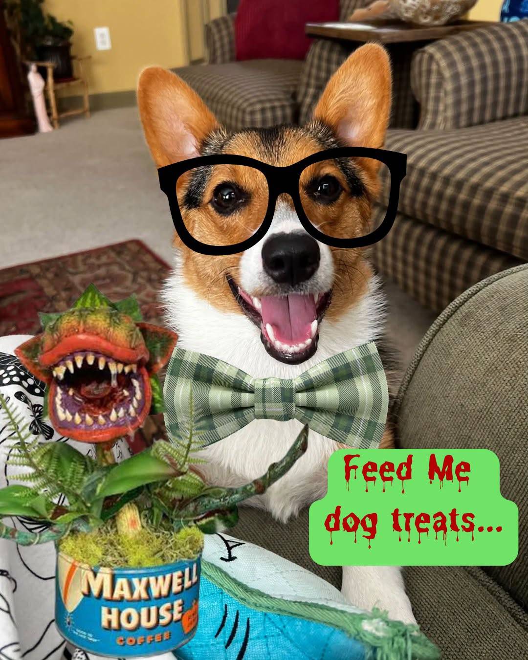 A corgi in drawn-on black glasses and a green plaid bow tie beside a toothy Audrey II puppet, labelled “Feed Me dog treats…”.