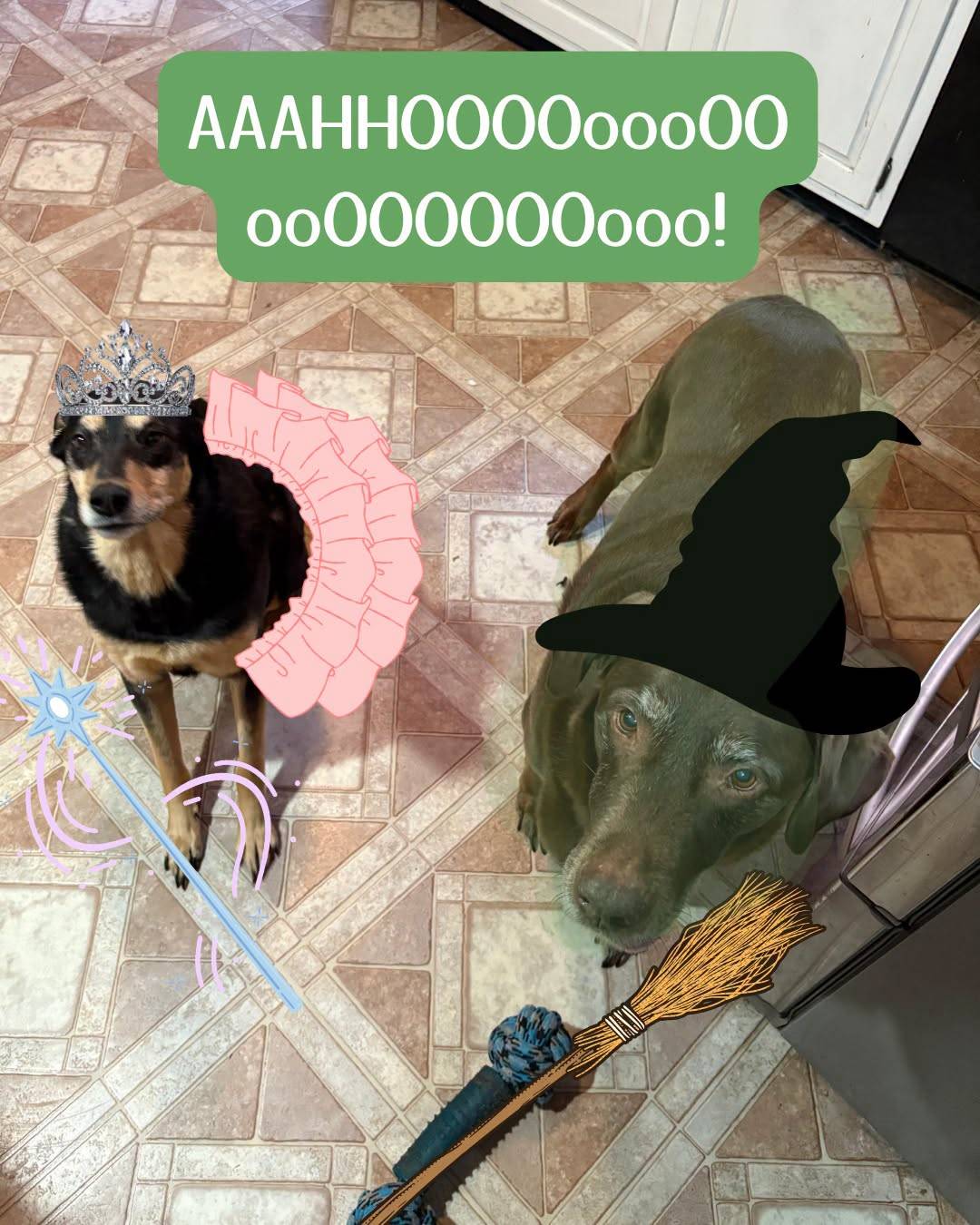 Two dogs on a kitchen floor, one with a drawn-on tiara and wand, the other with a witch’s hat and broom, labelled “AAAHHOOOOoooOOooOOOOOOooo!”.